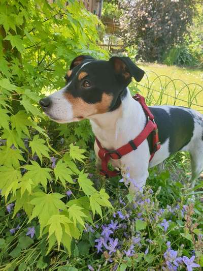 Dansky (Dansk-Svensk Gårdshund)-Beitrag-Bild