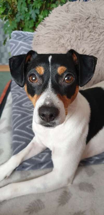 Dansky (Dansk-Svensk Gårdshund)-Beitrag-Bild