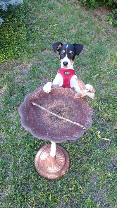 Dansky (Dansk-Svensk Gårdshund)-Beitrag-Bild