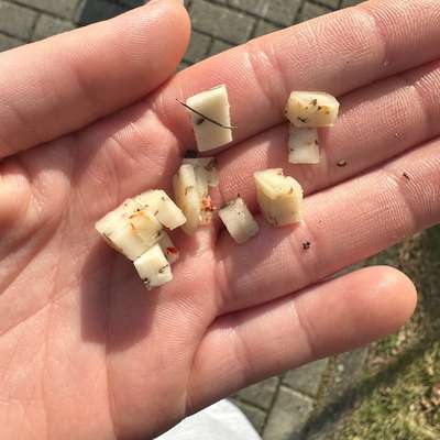 Giftköder-Vermutlicher Giftköder!!!!-Bild