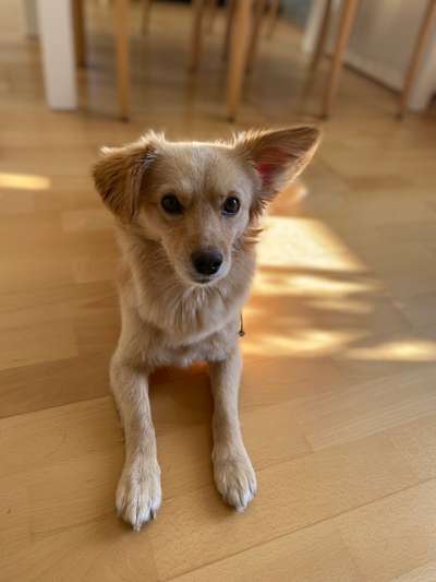 Wie heißt dein Hund?-Beitrag-Bild