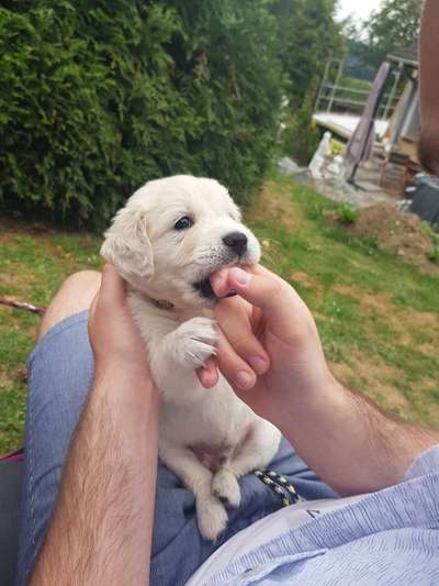 Welpen Bilder !-Beitrag-Bild