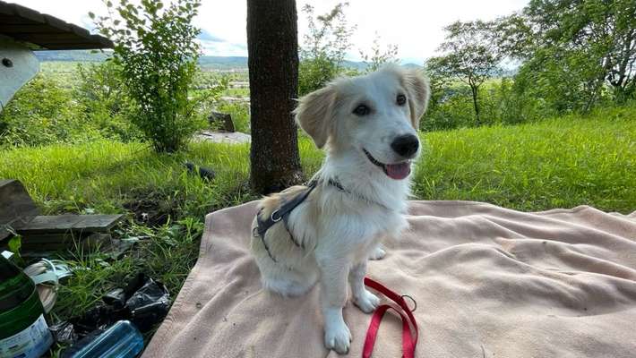 Hundetreffen-Gassirunde ,spielen und toben-Bild