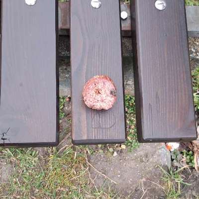 Giftköder-Giftköder-Bild