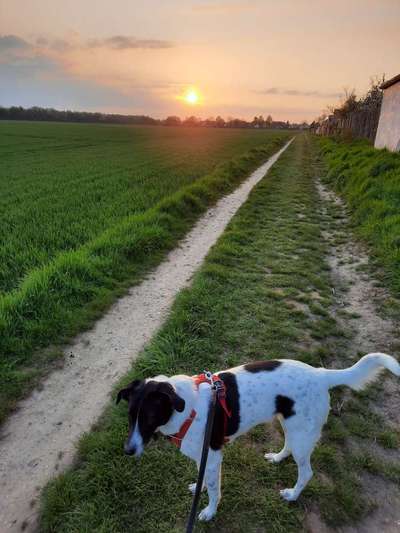 Englisch Pointer Mischlinge 🐶🐾-Beitrag-Bild