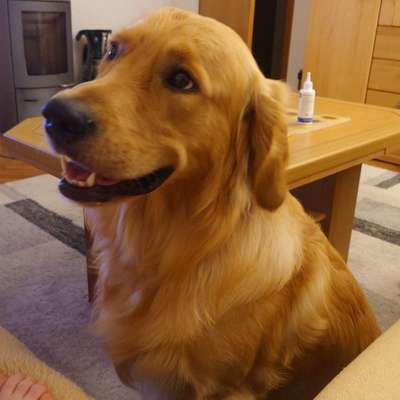 Hundetreffen-Gemeinsame Gassirunde-Bild