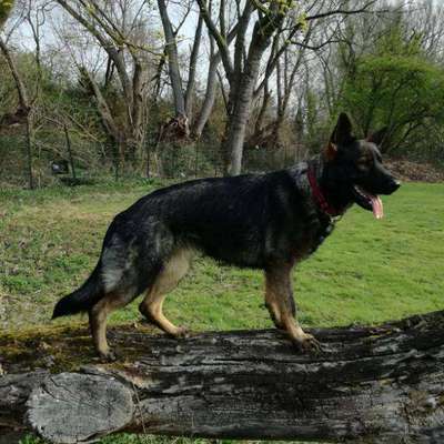 Schäferhund-Fans?-Beitrag-Bild