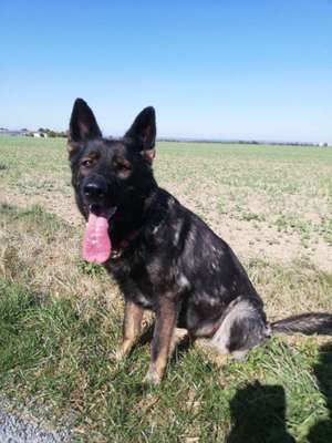 Schäferhund-Fans?-Beitrag-Bild