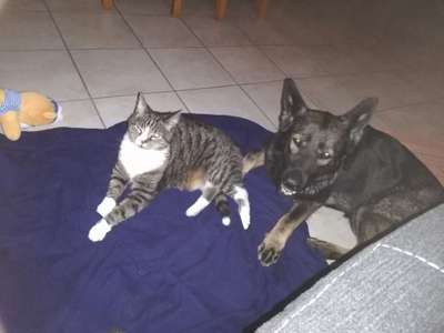 Schäferhund-Fans?-Beitrag-Bild