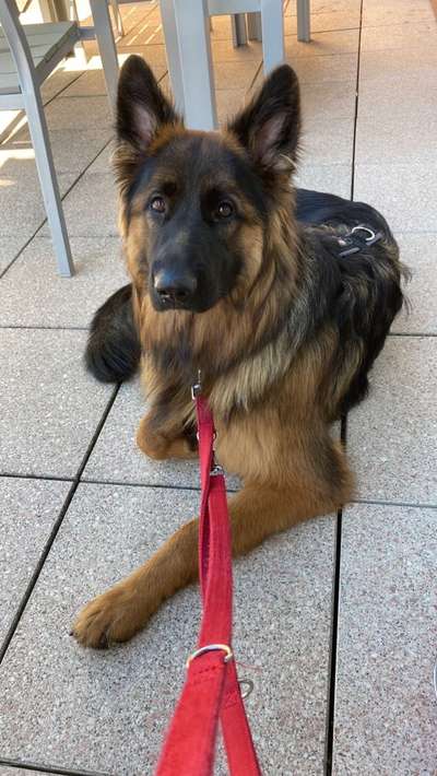 Deutsche Schäferhunde, Belgische Schäferhunde.-Beitrag-Bild