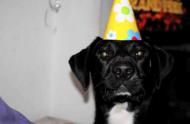 Hier ist der Spaßthread. Zum Schmunzeln und Kaputtlachen-Beitrag-Bild