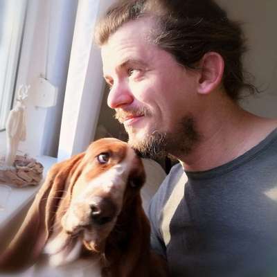 Hundetreffen-Soziale und verspielte Bassetdame