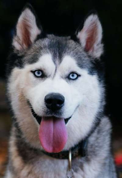 Fotochallange Nr. 57     PORTRÄT.   Beendet!!!!!!!!-Beitrag-Bild