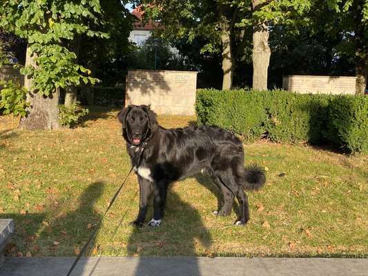 Seltene Rassen!-Beitrag-Bild