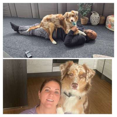 Hundetreffen-Spielrunde, Gassirunde in Salzburg (Umgebung)-Bild