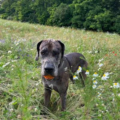 Hundetreffen-Hunde Treff-Bild