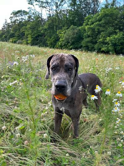 Hundetreffen-Hundetreff-Bild