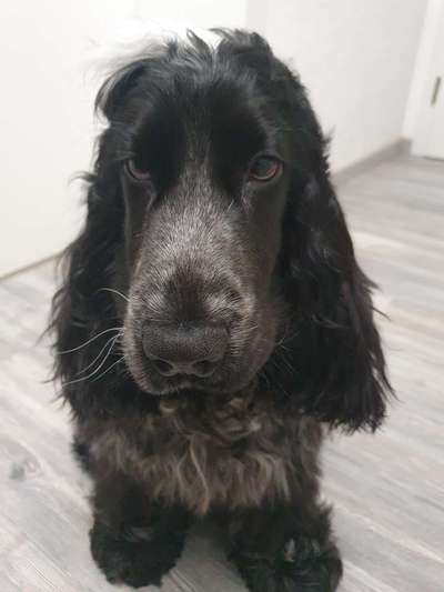 Englisch Cocker Spaniel-Beitrag-Bild