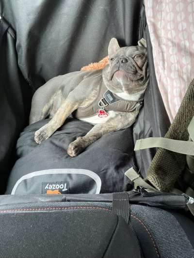 Dogorama Photo Challenge - Spielgesicht-Beitrag-Bild