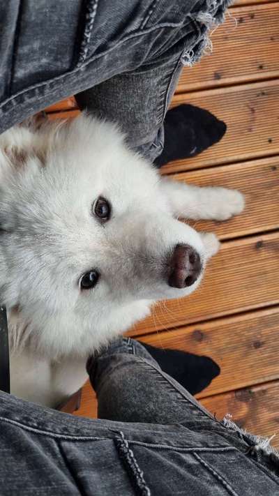 Hundetreffen-Spiel- und Gassipartner Gesucht-Bild