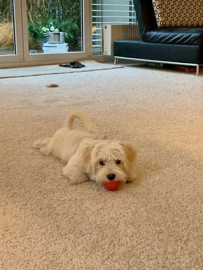 Havaneser dabei?:)-Beitrag-Bild