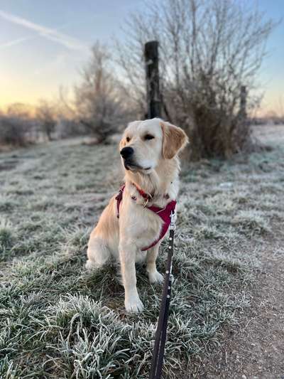 Wo sind die Golden Retriever Liebhaber?-Beitrag-Bild