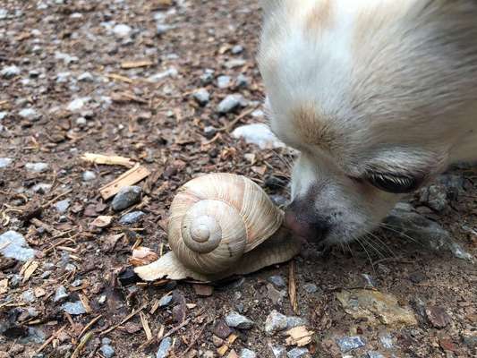 Dein Hund im Dogorama-Kalender 2021-Beitrag-Bild
