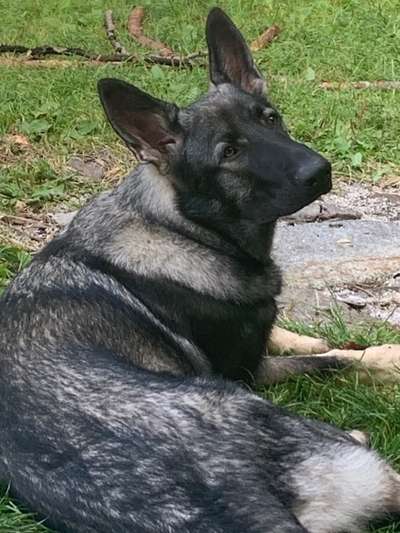 Deutsche Schäferhunde, Belgische Schäferhunde.-Beitrag-Bild