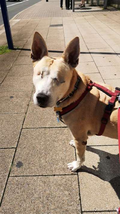 Unsere Fellnasen-Vielfalt im Überblick!-Beitrag-Bild