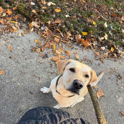 Hundetreffen-Lust auf einen Social Walk?-Bild