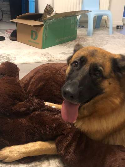 Hundetreffen-Freund für Millie gesucht 🐾-Bild