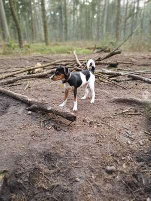 Hundeauslaufgebiet-Rantzauer Forst / Norderstedt-Bild