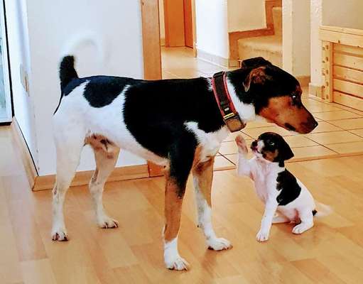 Dansky (Dansk-Svensk Gårdshund)-Beitrag-Bild