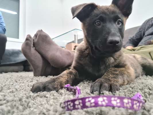 Hundetreffen-Welpen treffen 10 Wochen alter Schäferhund-Bild