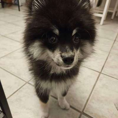 Hundetreffen-Welpentreffen/Spaziergänge etc.-Bild