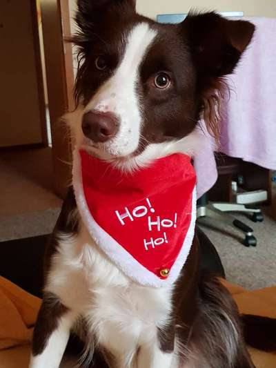 Challenge Nr. 8  Dein Hund im Weihnachtslook-Beitrag-Bild