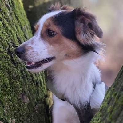 Hundetreffen-Freunde und Partner für Spiel-/Gassirunde gesucht-Bild