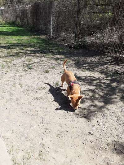 Hundetreffen-Treffen im Freilauf Frankenthal-Bild