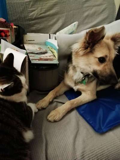 Hund und Katz Momente-Beitrag-Bild