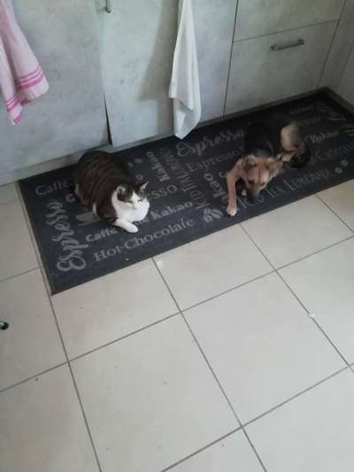 Hund und Katz Momente-Beitrag-Bild