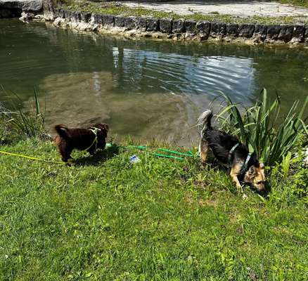 39. Collagen Challenge - Dein Hund auf einer Wiese-Beitrag-Bild
