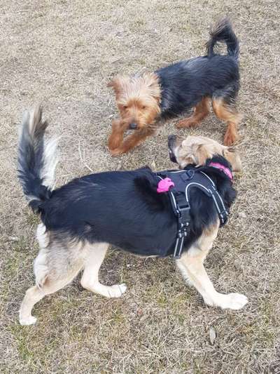 Hunde in Action-Beitrag-Bild