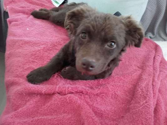 Welpen Bilder !-Beitrag-Bild