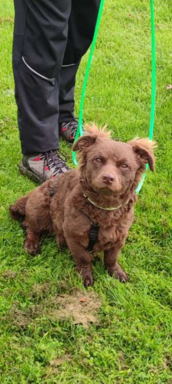 Wie kamst du zu deinem Hund?-Beitrag-Bild