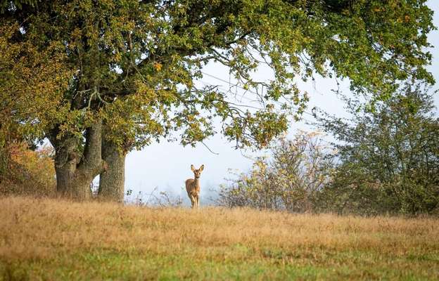 Die wunderschöne Welt mit Hund.-Beitrag-Bild