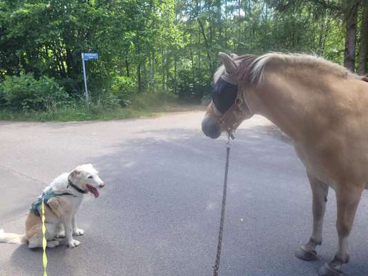 Hundetreffen-Pferd & Hund SocialWalk-Bild