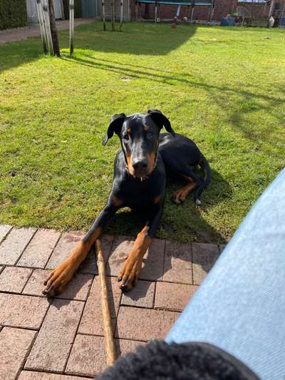 Wo sind die Dobis?-Beitrag-Bild