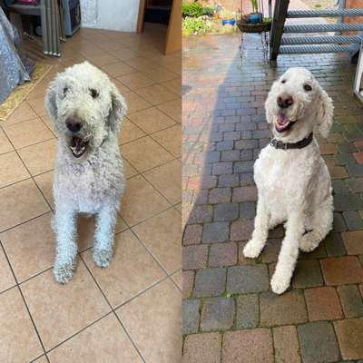 Vor dem Friseur - nach dem Friseur-Beitrag-Bild