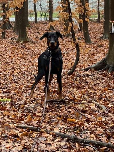 Dogorama Photo Challenge - an der Leine-Beitrag-Bild