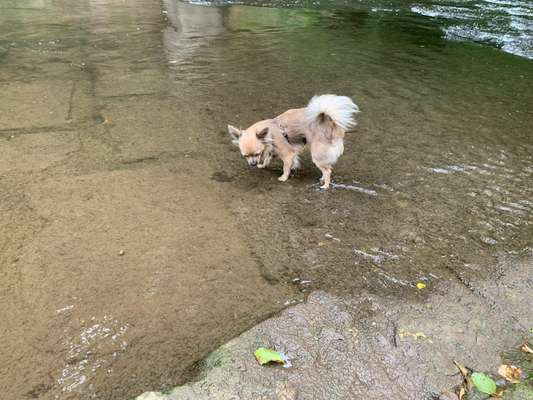 Hundetreffen-Kleinhundetreff in Pforzheim-Bild